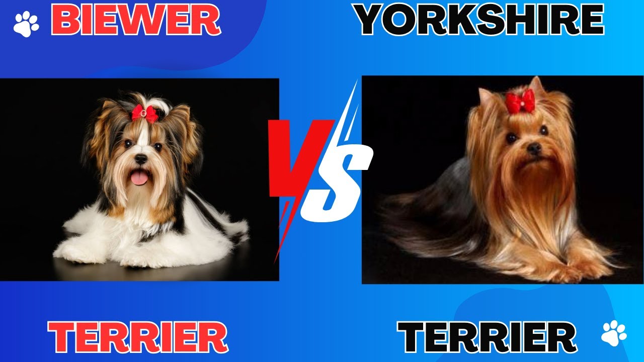 Biewer Terrier vs Yorkshire Terrier Which Is Right For You?