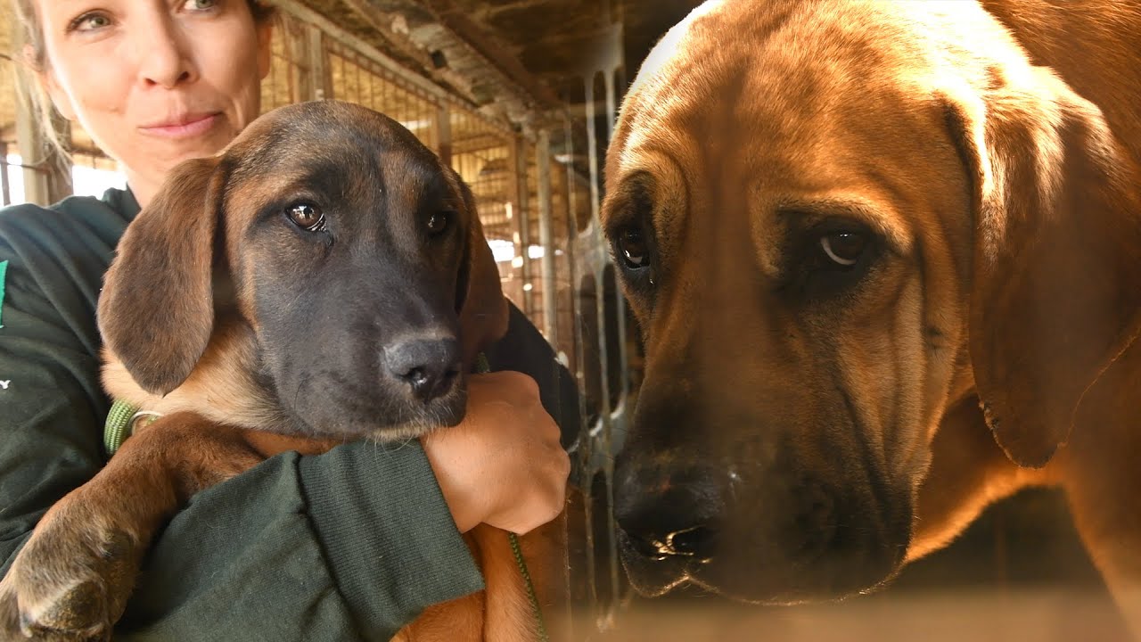 Dogs from meat farm get a second chance