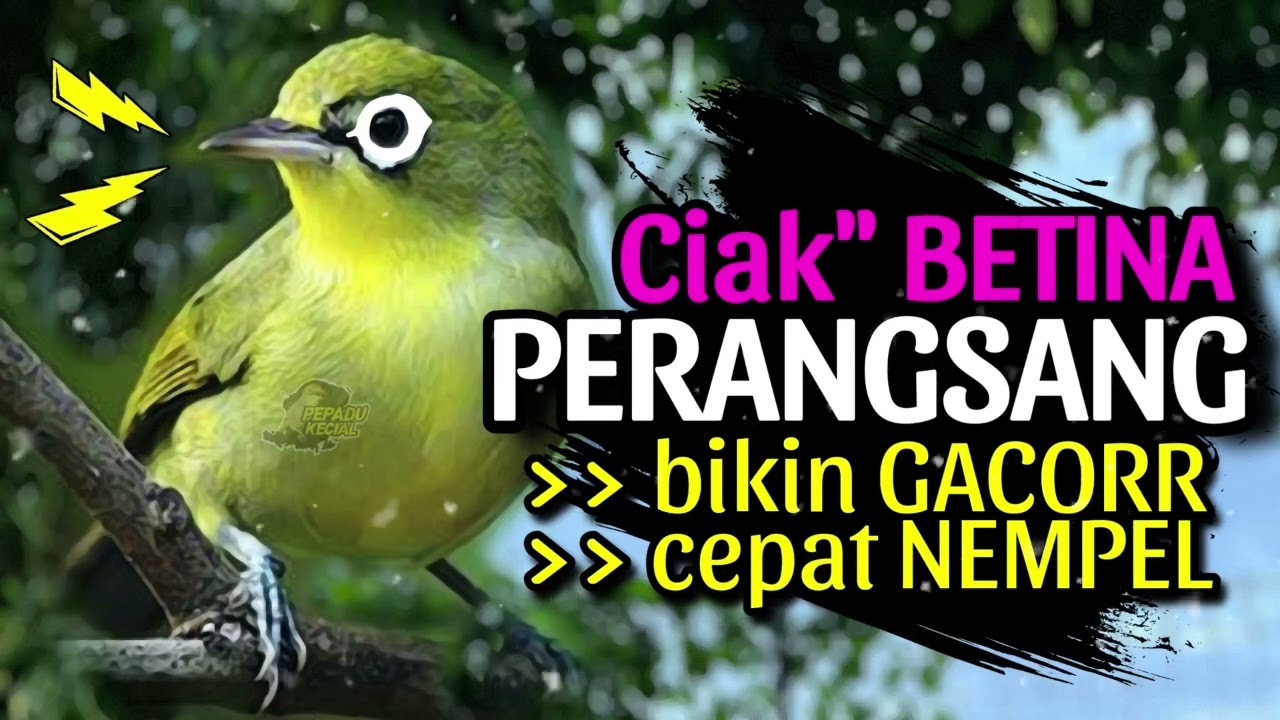 Ciak Ciak BETINA PERANGSANG Ampuh Bikin Kecial JANTAN GACOR dan CEPAT NEMPEL‼️