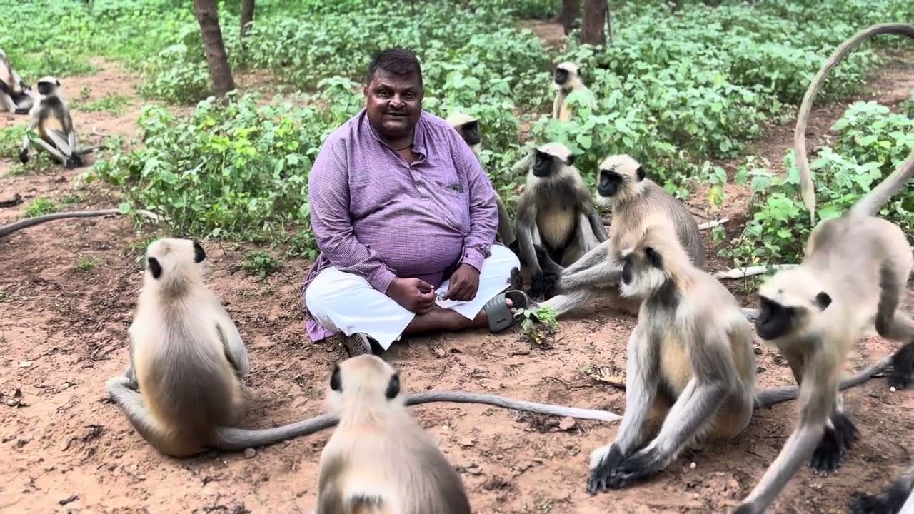 ખજુર કપિરાજ ને બહુ ભાવે છે Kapiraj likes dates very much.