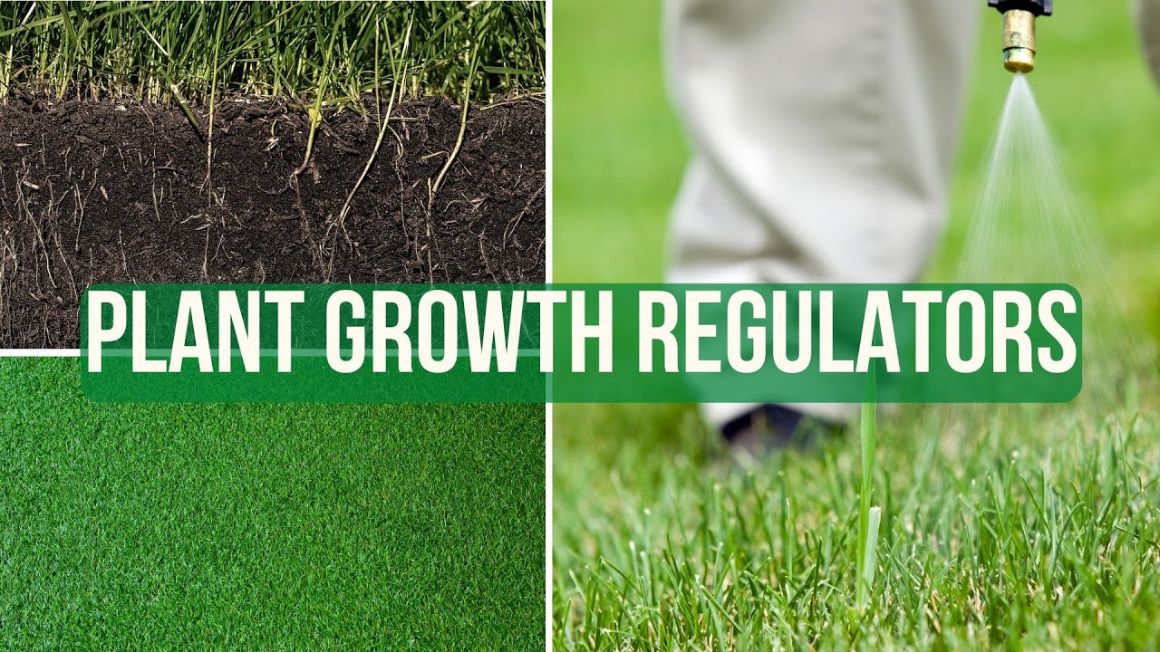 What are Plant Growth Regulators? PGR's | Techy Turf Series