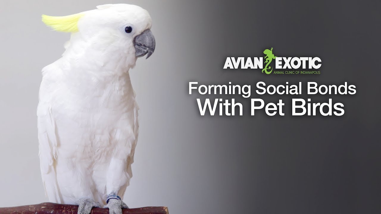 Forming Social Bonds with Pet Birds