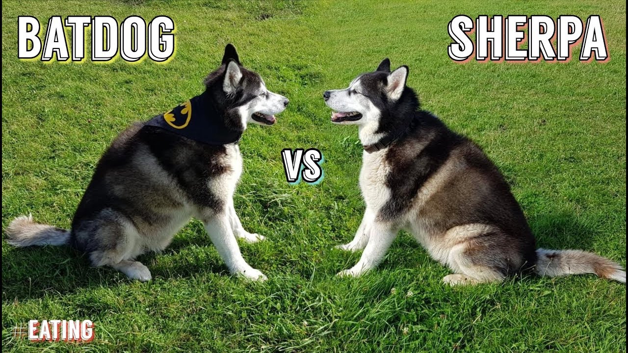 Batdog vs Sherpa | Games continue | Hilariously FUNNY