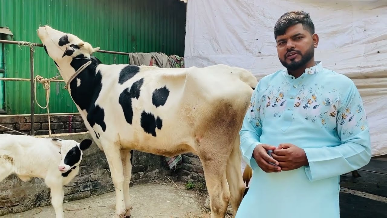 আলহামদুলিল্লাহ একটি গাভী পাঠালাম,,,শরীয়তপুর,,,
