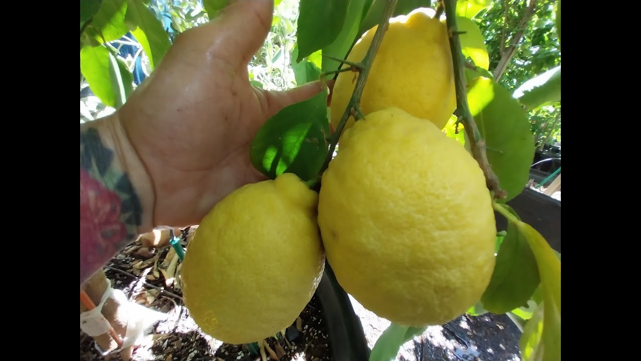 Growing Fruit Trees in Containers!
