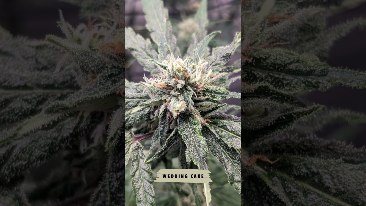 &bdquo;Berliner Hanffarm pr&auml;sentiert: Exklusive Nahaufnahmen von 4 Cannabisbl&uuml;ten & Trichomen&ldquo;