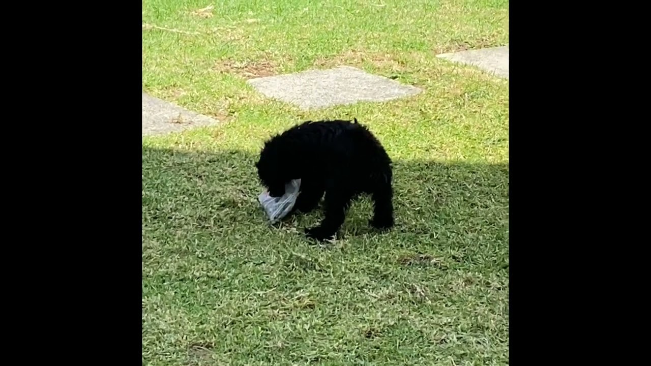 Jess - The Handy Pup / Nail Thief