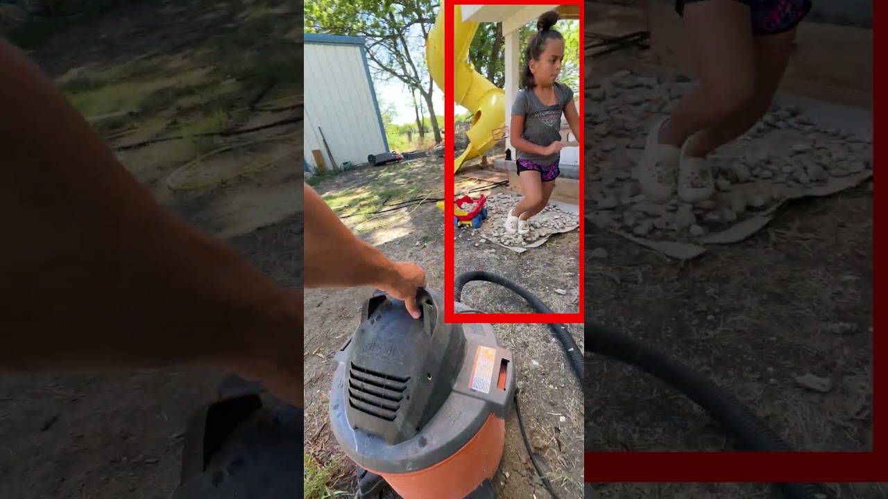 Vacuum vs. Wasps, How to Relocate a Deadly Nest #insects #wasps