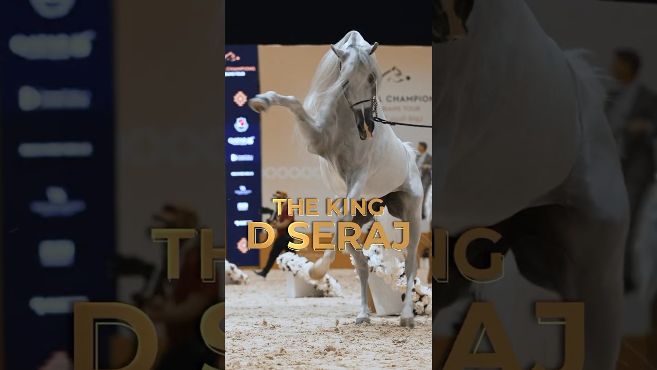 𝗗 𝗦𝗲𝗿𝗮𝗷 of Dubai Stud wins his Senior Stallions class at GCAT Abu Dhabi: watch him! 😍