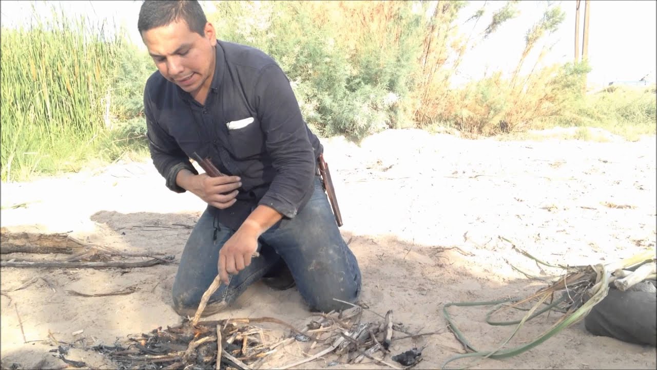 Desert Survival Food: Cattails (Typha latifolia)