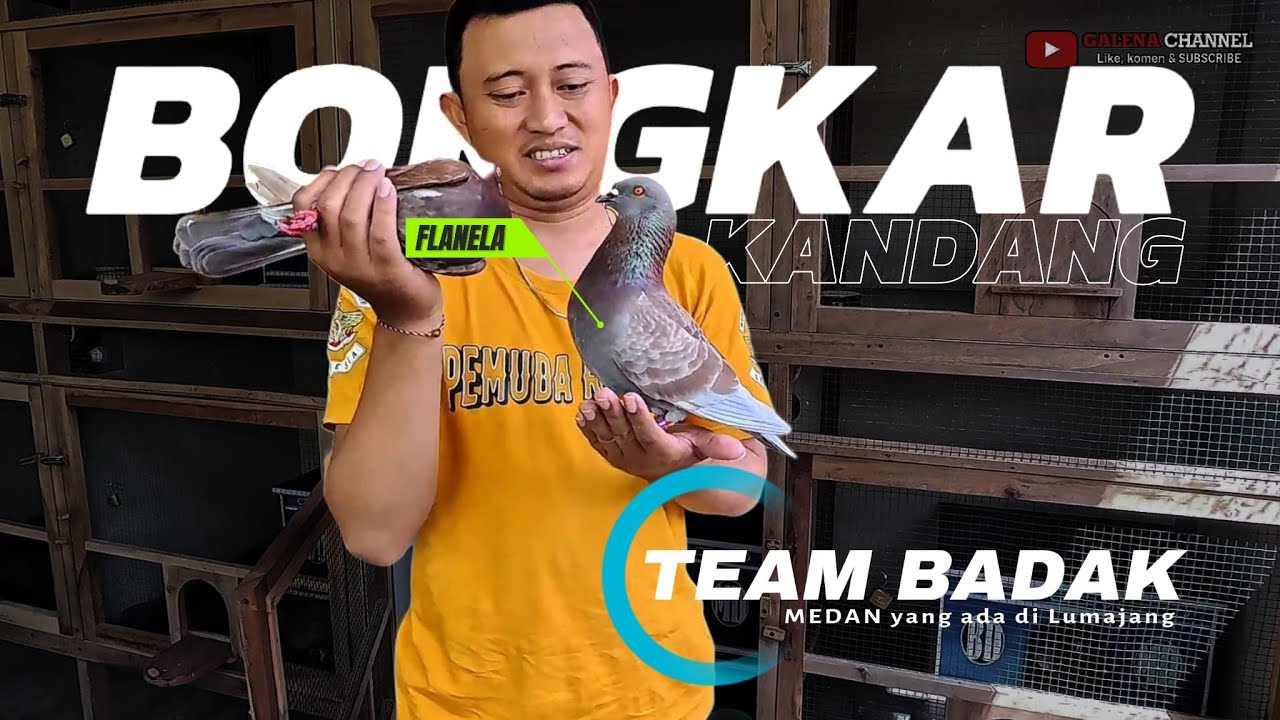 Bongkar kandang Team badak Medan  juara 1 Anniversary 2025  #anniversarysolo #merpatibalap #galena 