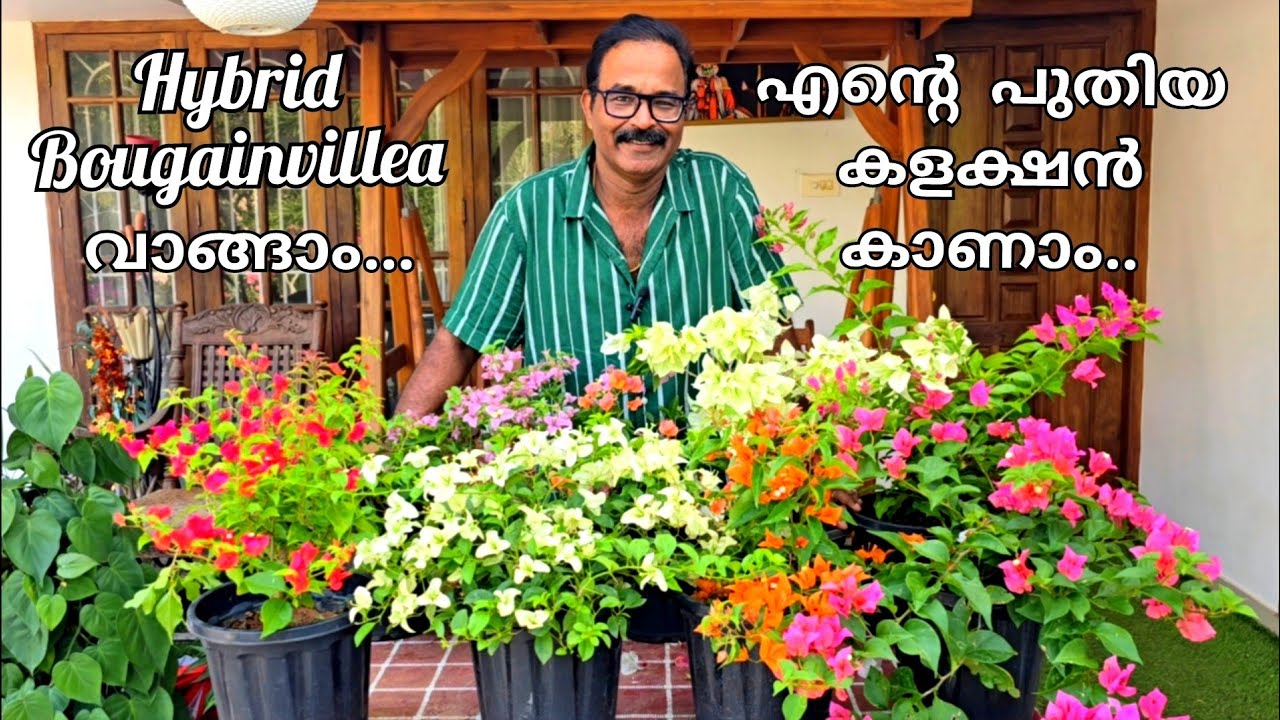 കുറേ ഹൈബ്രിഡ് ബോഗൈൻവില്ല വാങ്ങി കേട്ടോ , കണ്ടിട്ട് ഇഷ്ടമായാൽ നിങ്ങളും വാങ്ങു / Hybrid bougainvillea