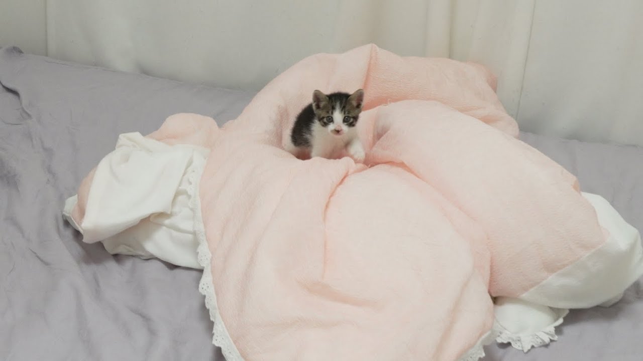 Whenever I come back home, a Kitten Welcomes Me with a Lovely Meow!