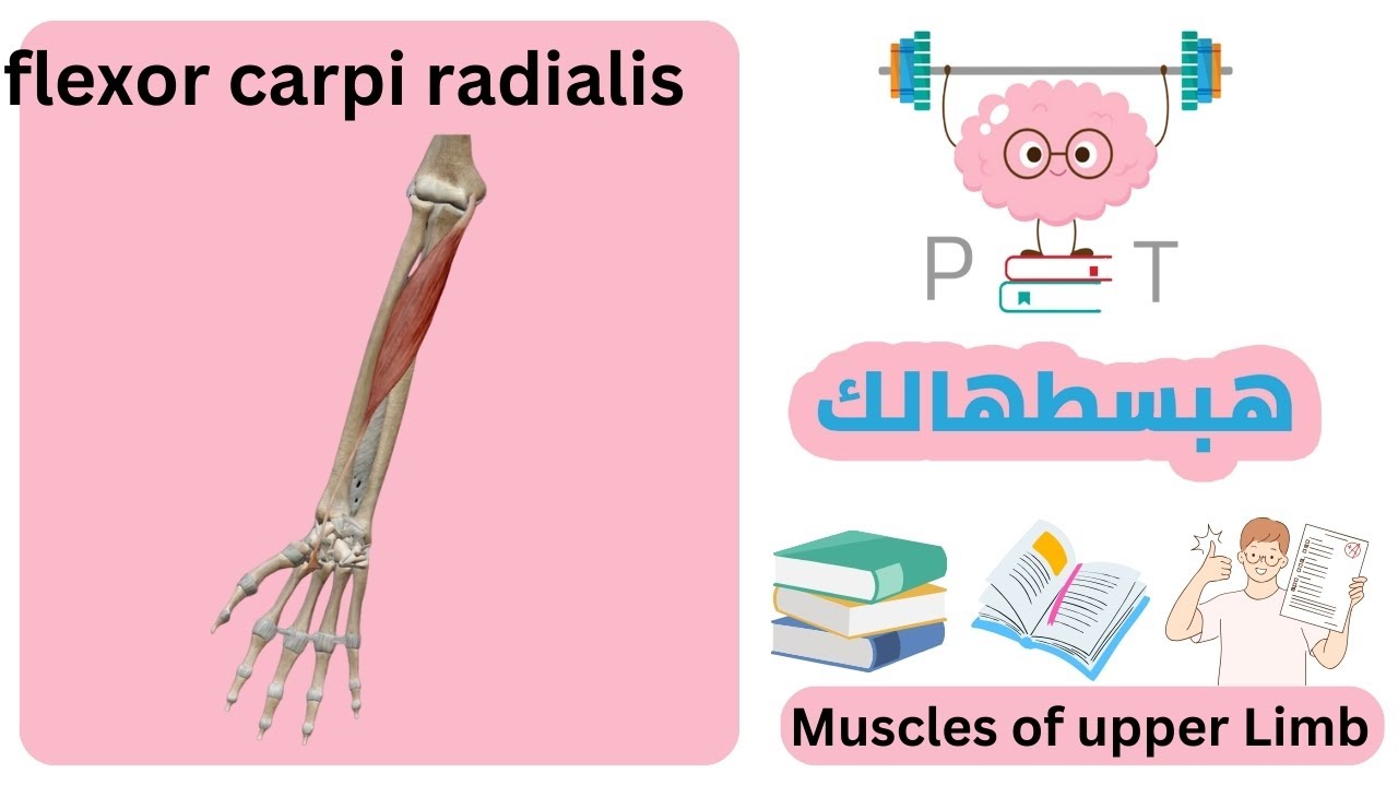 flexor carpi radialis #upper_limb_هبسطهالك