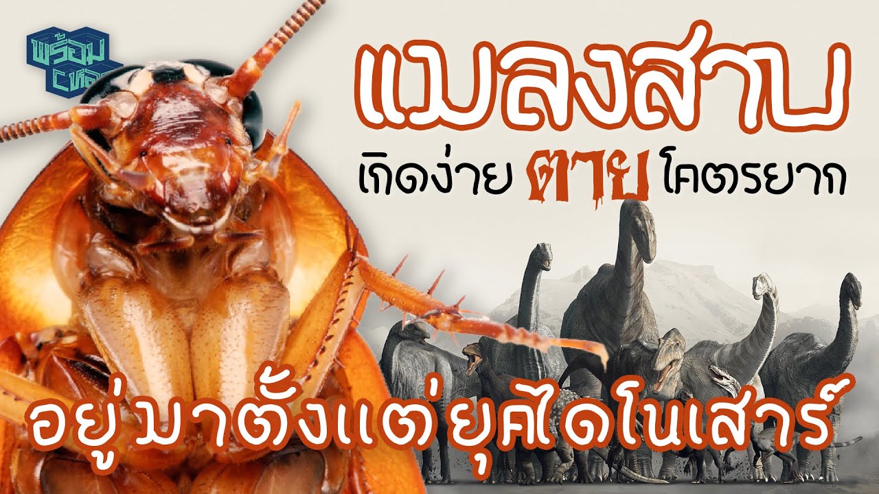 แมลงสาบ แมลงที่เกิดง่าย แต่ตาย (โคตร) ยาก!!