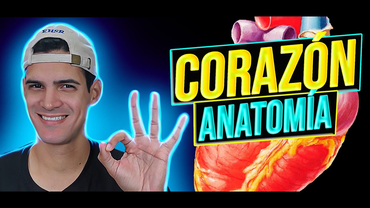 🚀 Descubre la ANATOMÍA del Corazón: VÁLVULAS SEMILUNARES y CONFIGURACIÓN INTERNA 🩺💓 (Parte 2)