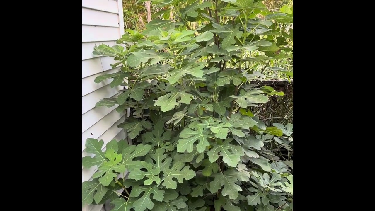 Good Beginner Fig Trees