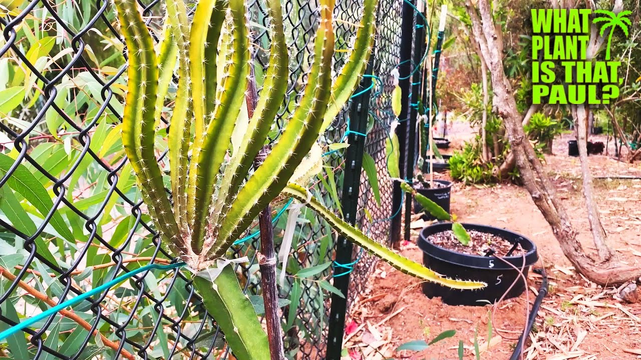 DRAGON FRUIT SEEDLING GRAFT Update / Asunta, Physical Graffiti Hybrid, Desert King Seedling and More