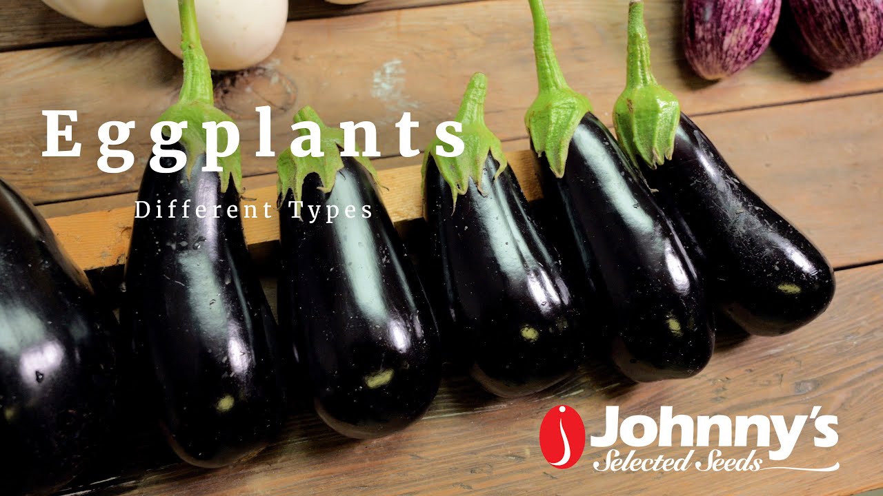 Eggplant Types: Learn About the Different Types