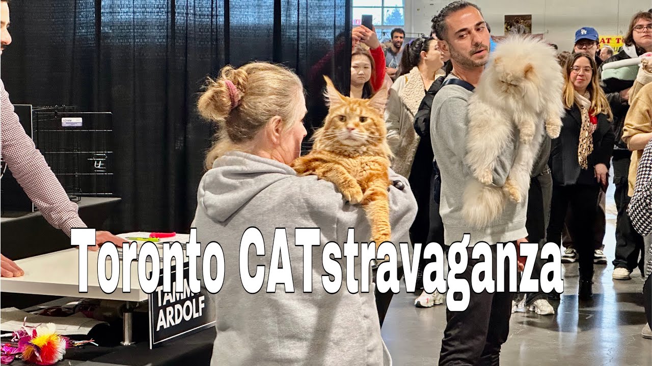 🇨🇦 CAT SHOW Toronto Catstravaganza - Exhibition Place Toronto | Exotic Cat Competition