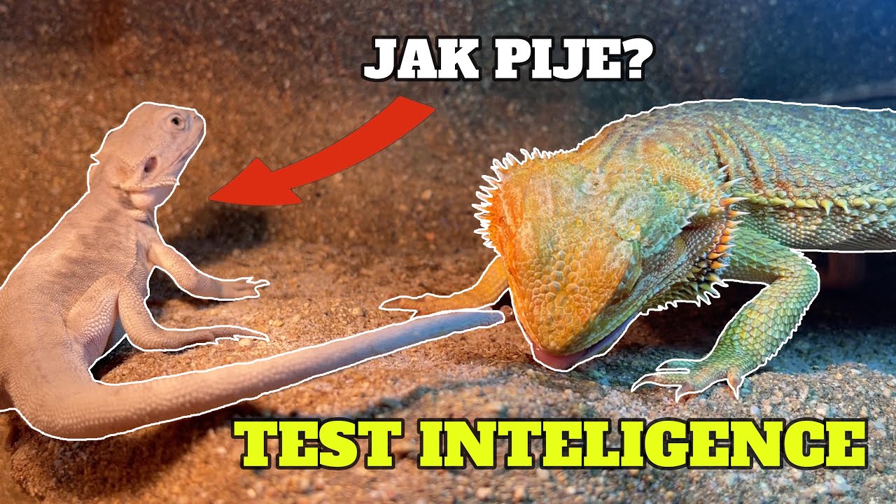 JAK INTELIGENTNÍ JE NEJOBLÍBENĚJŠÍ JEŠTĚR?