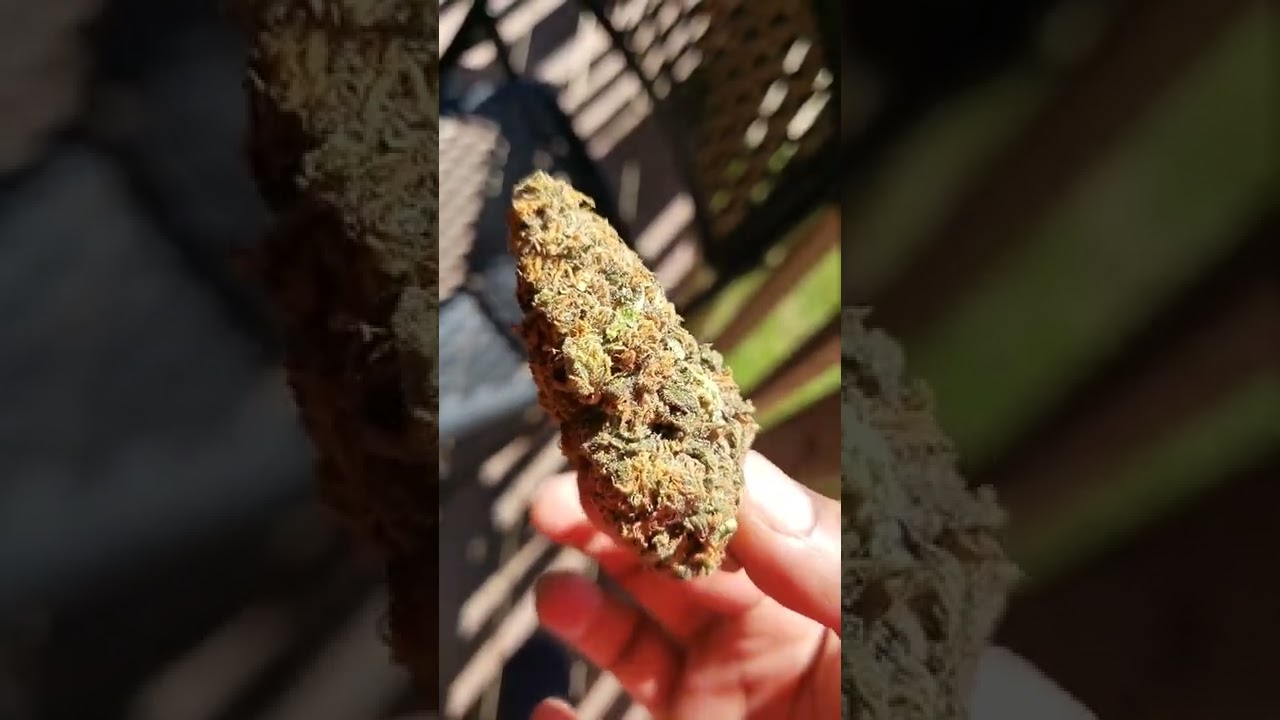 BUBBA KUSH