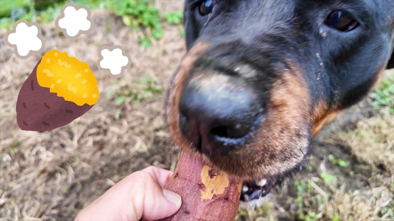 犬舌ロットワイラー権蔵に出来立てのやきいもあげてみた🍠