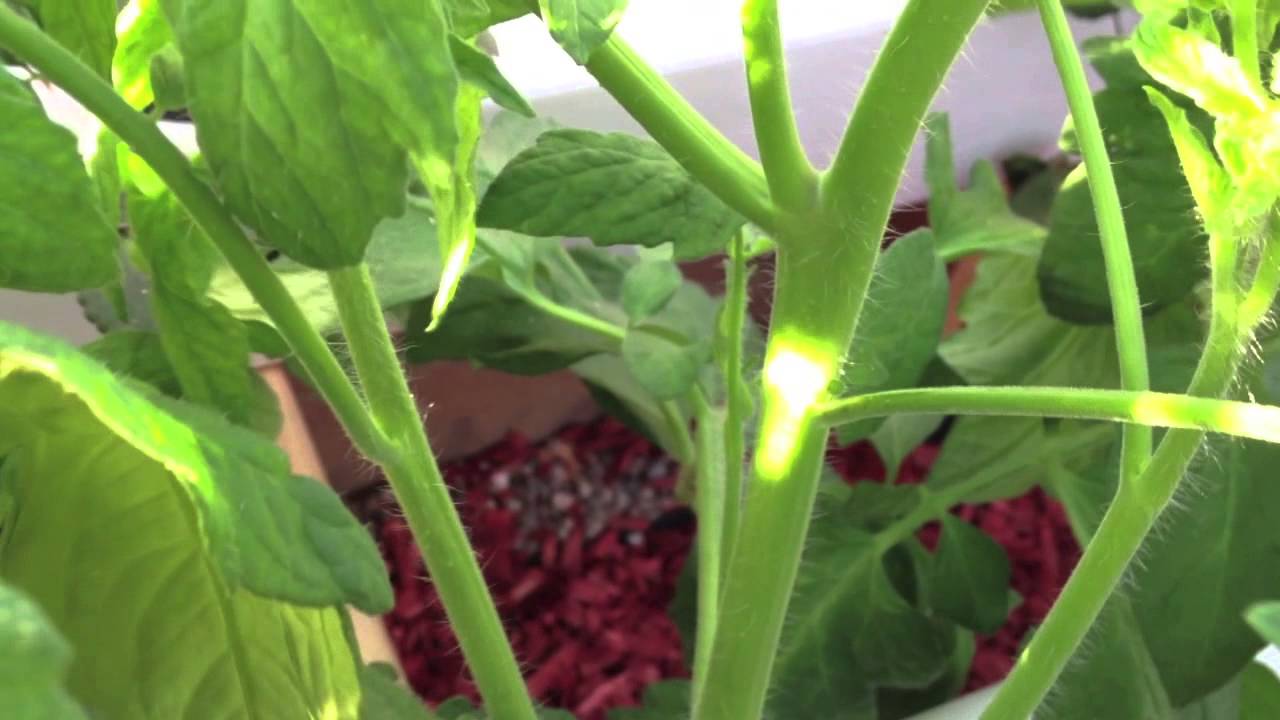 Hydroponic Tomato Pruning