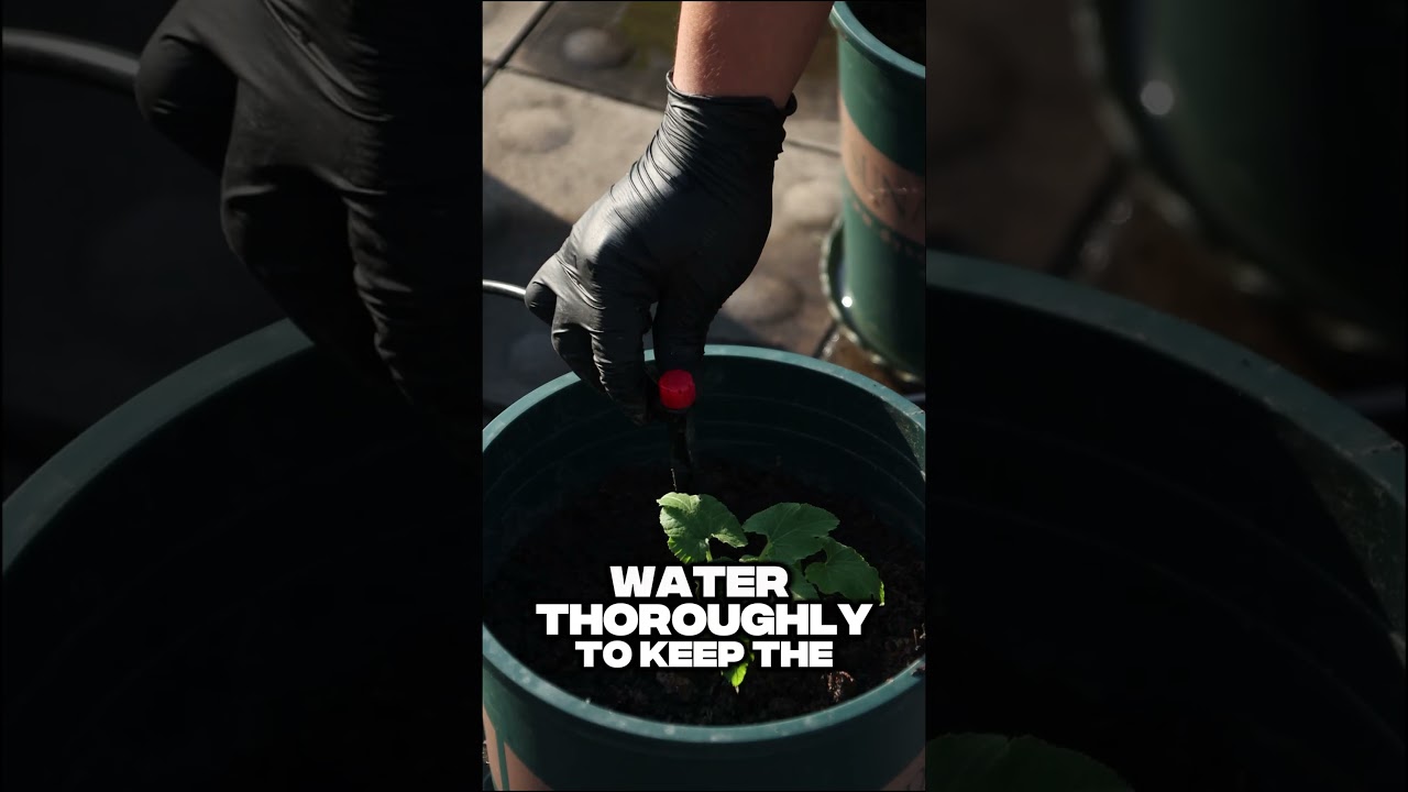 Watering Zucchini Wrong? No Wonder the Harvest Is Small