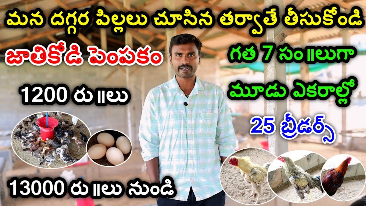 జాతికోడి పెంపకం|Jathi kodi farming telugu|Natukodi farming telugu|kolla pempakam telugu