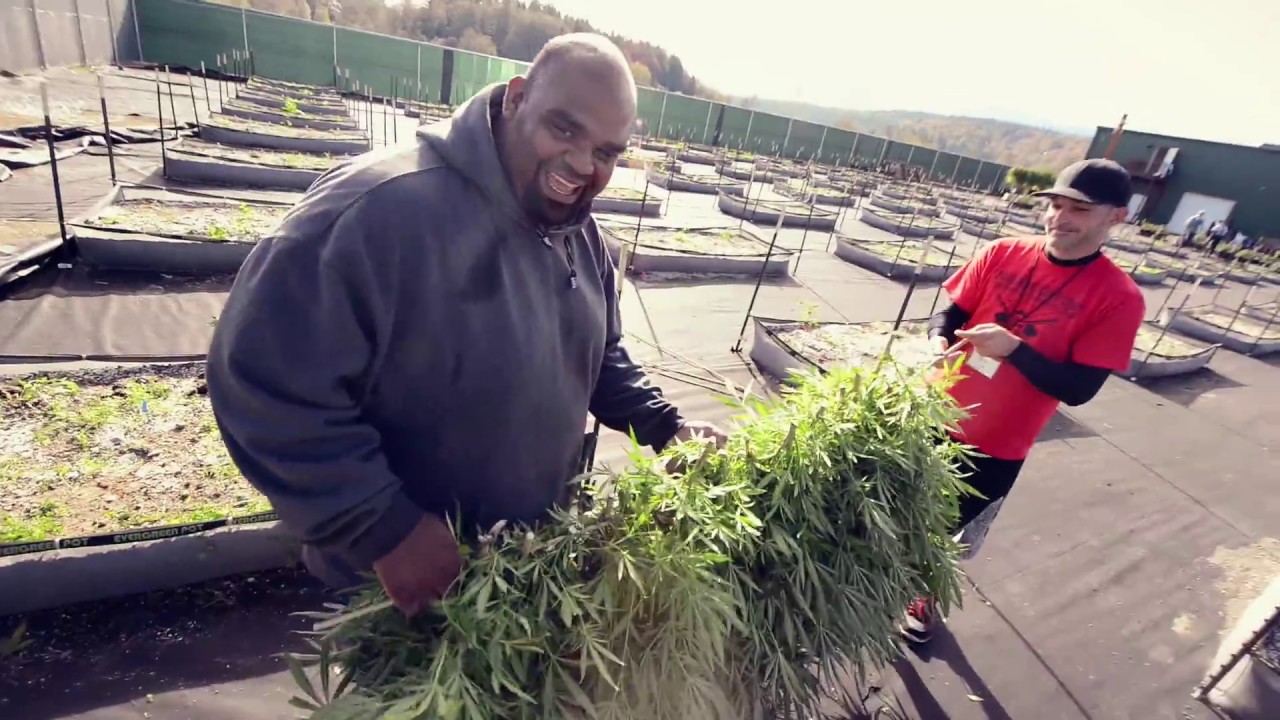 TreeHawk Farms: Our Sungrown Harvest