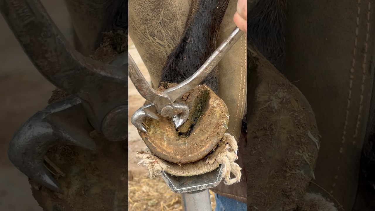 Cleaning up long hoof