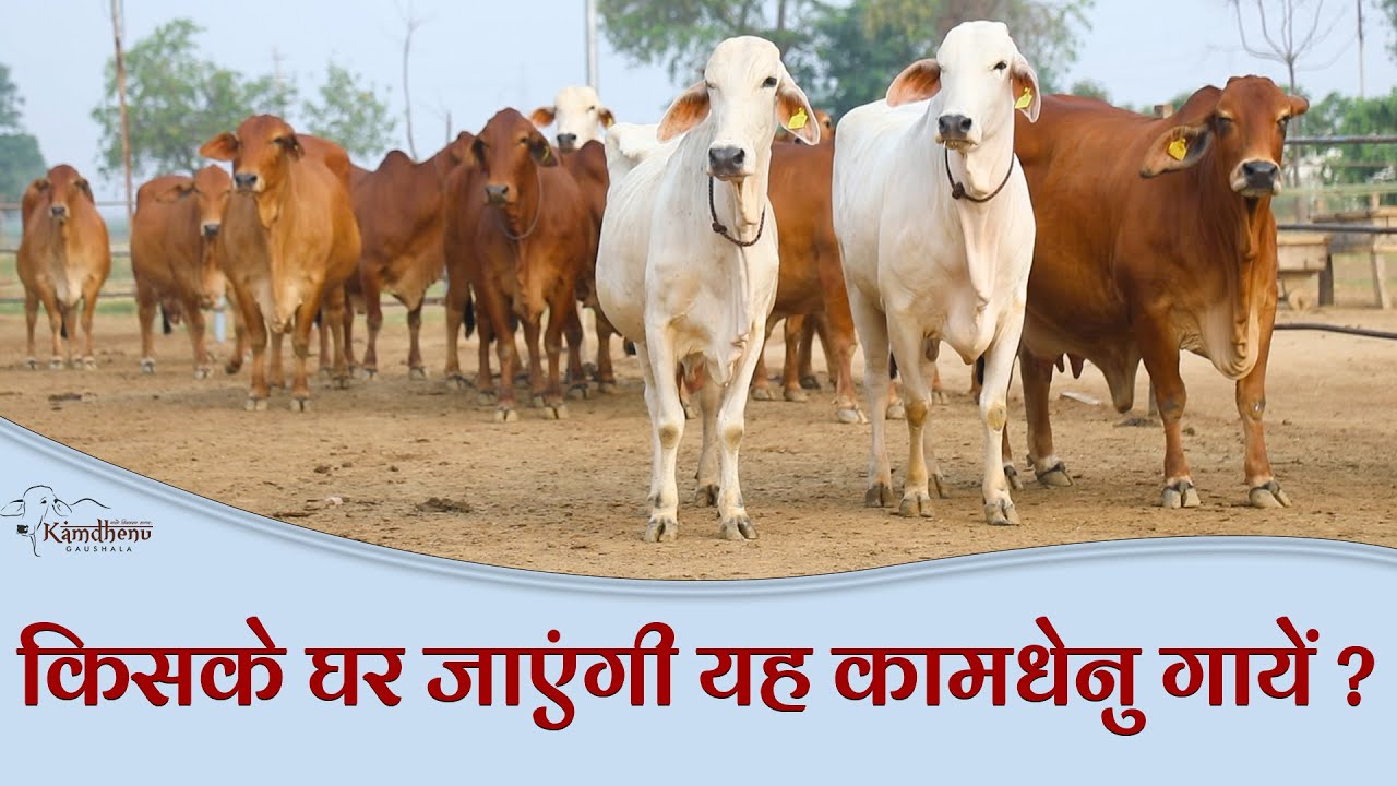 किसके घर जाएंगी यह कामधेनु गायें ? Cow Sale | Sahiwal Cows | Kamdhenu Gaushala | KGSG |