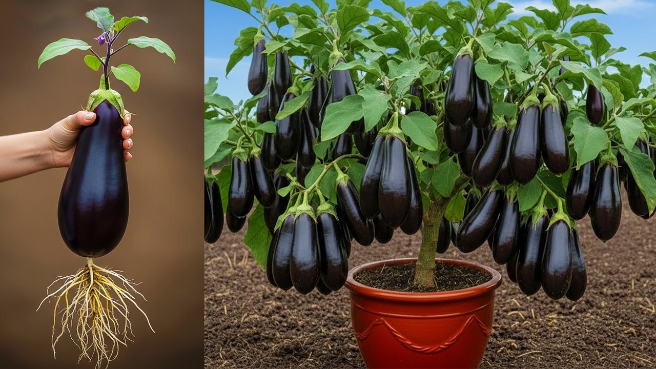 This Fruit Propagation Trick Grows Eggplant Trees FAST | How to grow eggplants tree