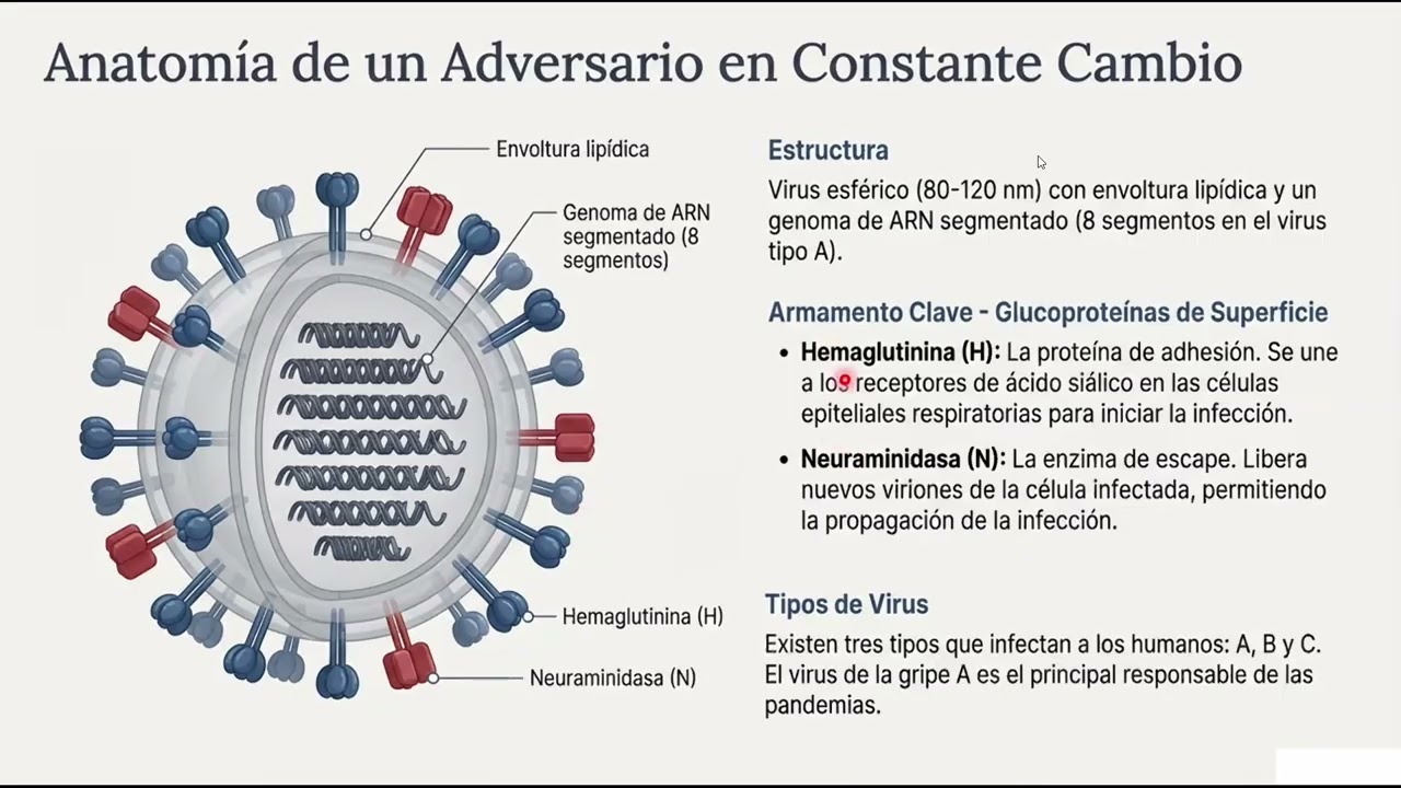 gripe y covid 19