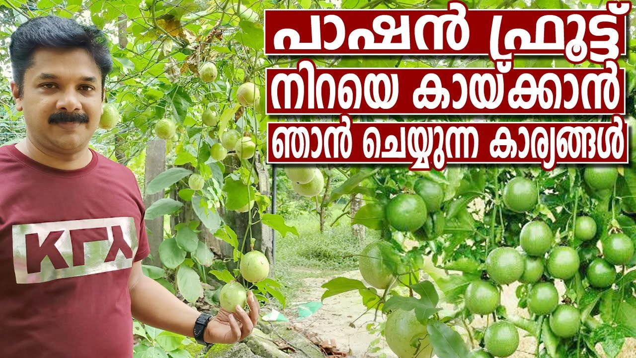 പാഷൻ ഫ്രൂട്ട് നിറയെ കായ്ക്കാൻ | Passion Fruit Farming Tips in Malayalam | Deepu Ponnappan