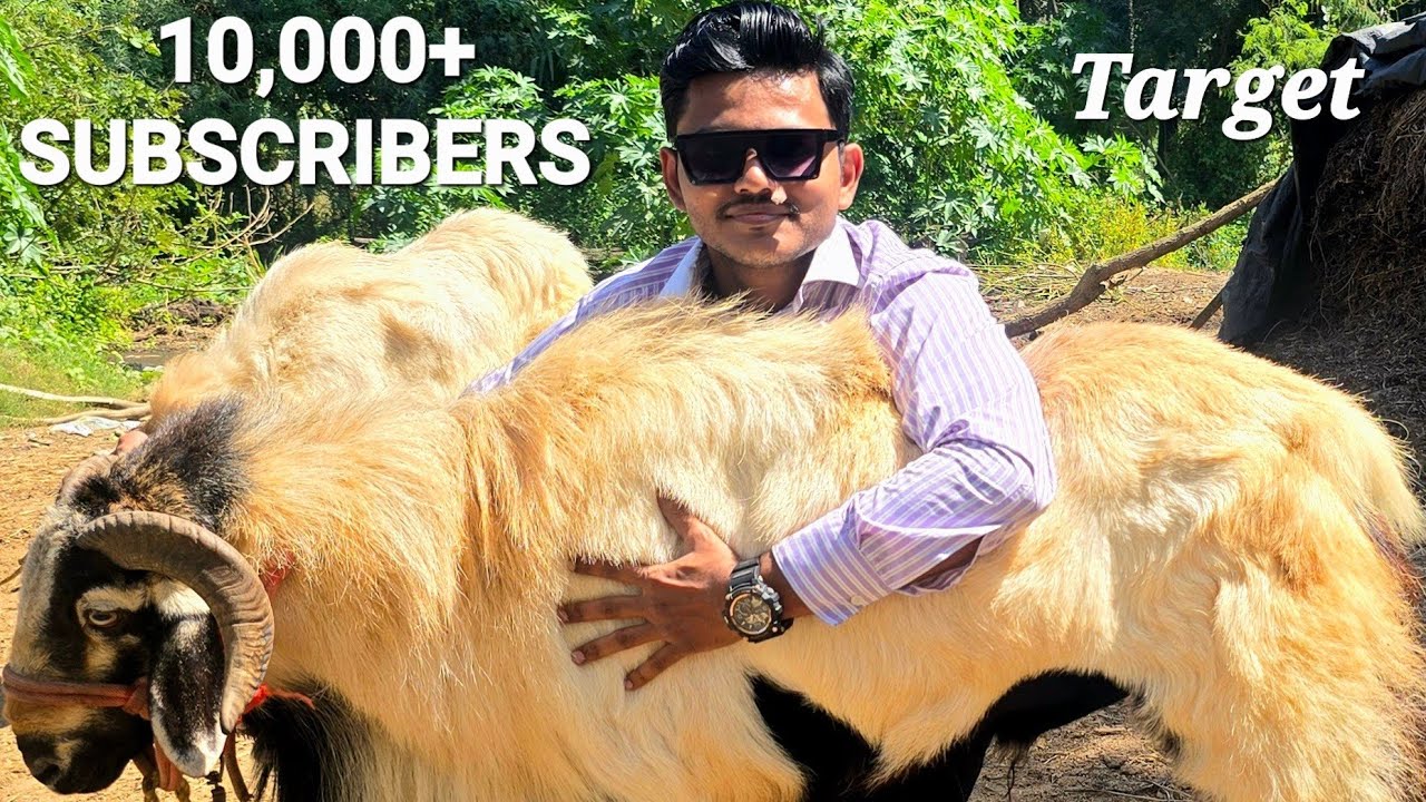 Biggest BAKRAS | Nellore Judipi Sheeps  100Kgs+ | Retteri Goat Market 2025 | BAKRA #goat #sheep #fyp