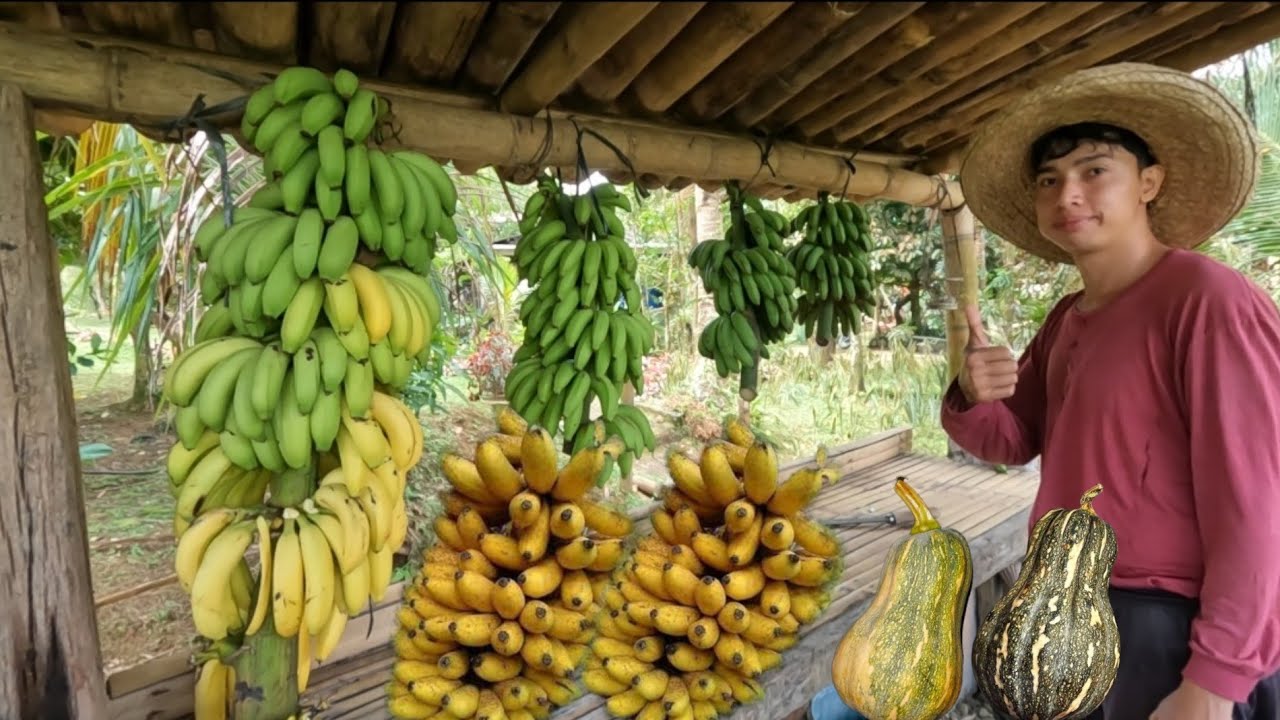 PUNONG PUNO ANG BUNGA NG KALABASA PAGHARVEST NG SAGING 