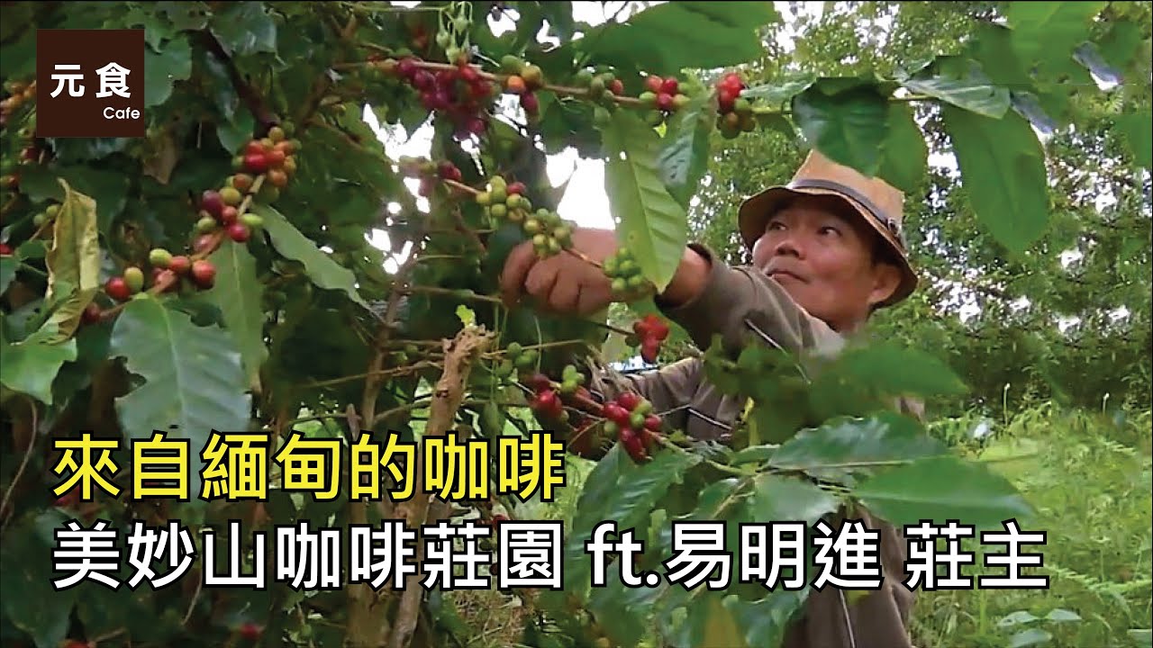 來自緬甸的咖啡 美妙山咖啡莊園-元食咖啡第145次直播 ft.易明進 莊主