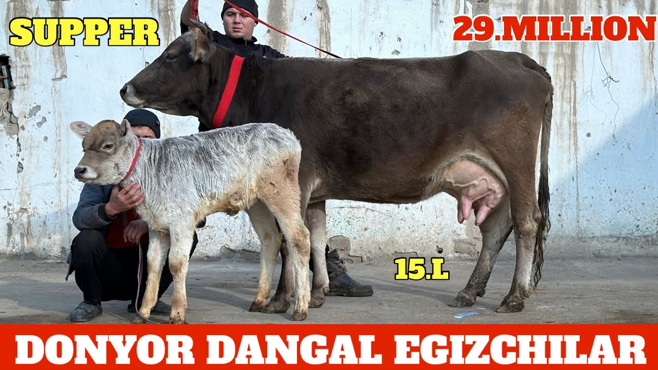 DONYOR DANGAL EGIZCHILAR🔥NARXLAR BOMBA😱3.BOSHLI BOLASI BUQA⭐️CHEMPION SIGIRLAR😳