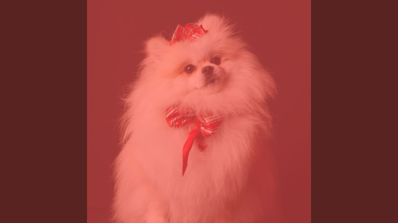 Modern Dog Rewards