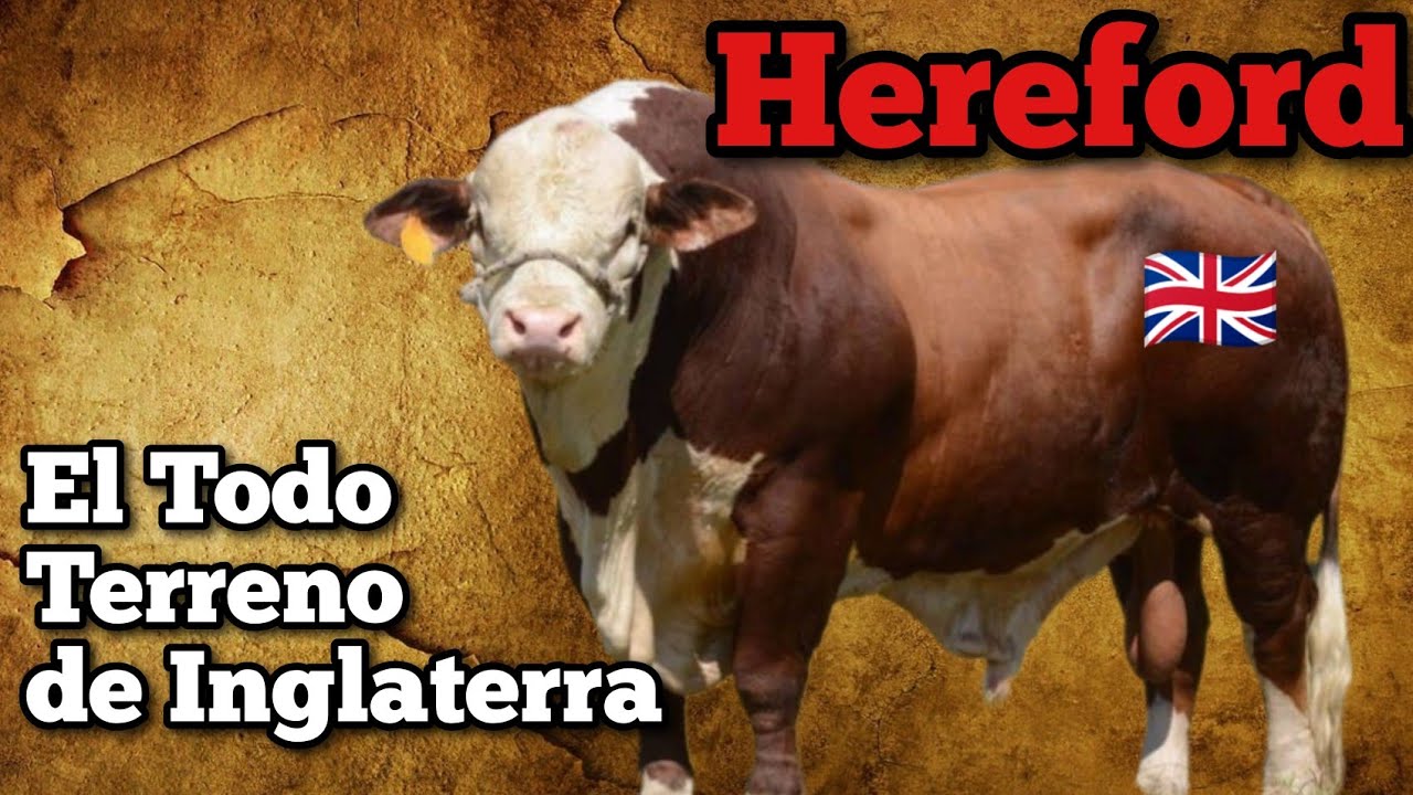 Hereford el Super Bovino Todo Terreno de Inglaterra