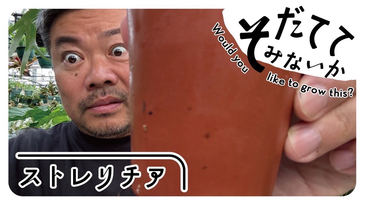巨大化するアイツを育ててみないか⁉️ストレリチア編