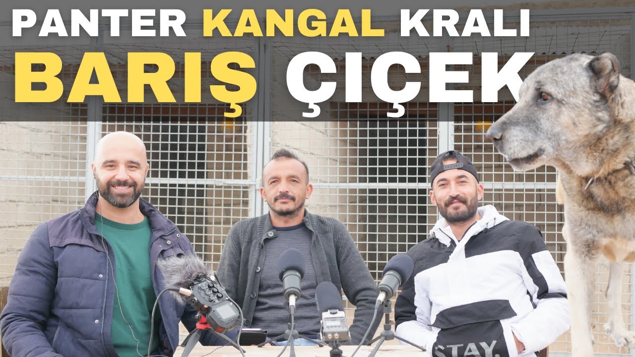 Barış Çiçek Kangal çiftliği 🍀 Panter Kangal Kralı 💯Kangal Podcast🍀