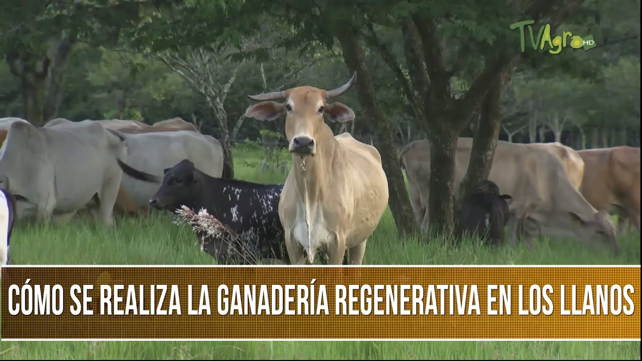 Como se realiza la ganaderia regenerativa en los llanos - TvAgro por Juan Gonzalo Angel Restrepo