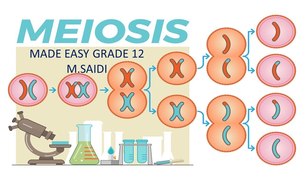 PROCESS OF MEIOSIS (MADE EASY) [ DETAILED EXPLANATION ] M.SAIDI . THUNDEREDUC