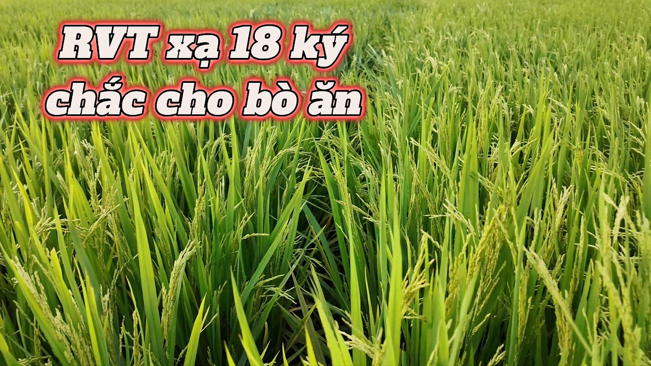 RVT xạ 18 ký cho 1300m2 cách làm xạ dầy bông to theo cách mới l Thanhdotv