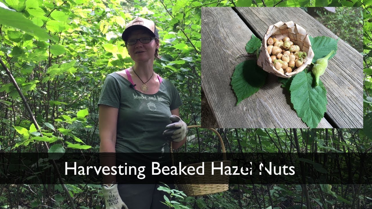 Harvesting Edible Nuts - Ethical Foraging of Beaked Hazel - Wildcrafting - Wild Muskoka Botanicals