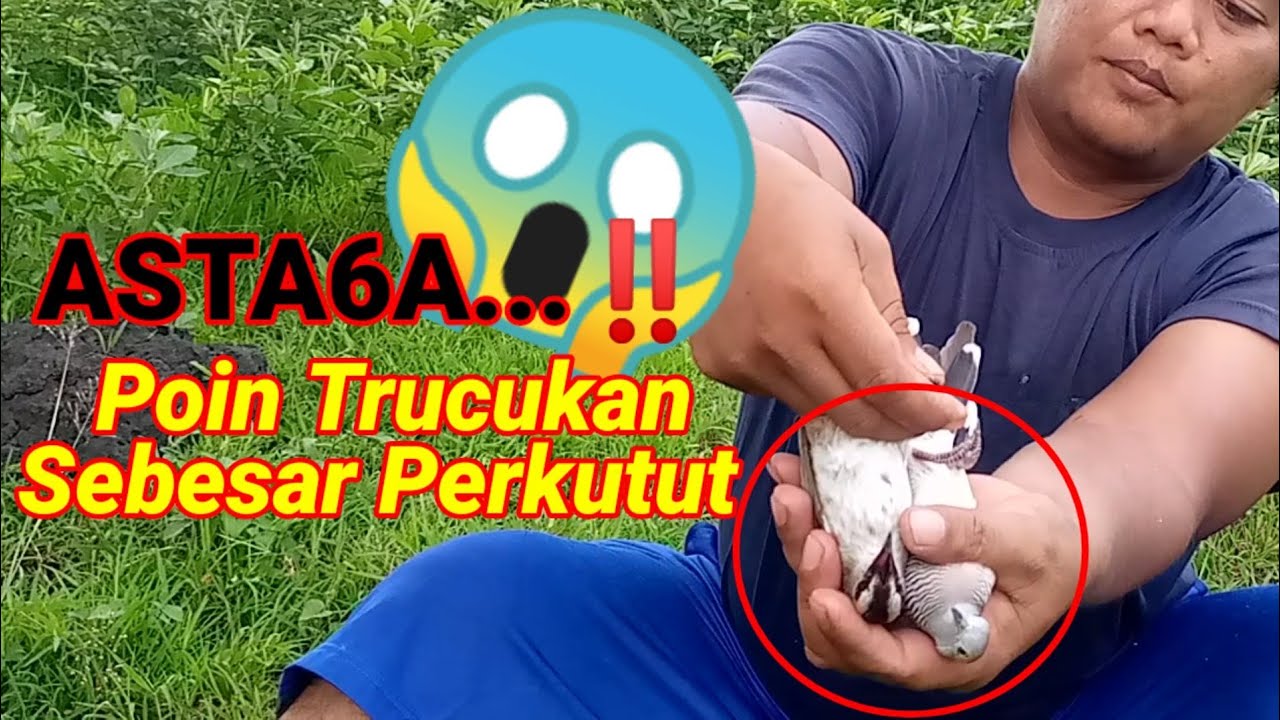 Poin Burung Trucukan Jumbo,Trik Mikat Burung Trucukan Tanpa Jontrot