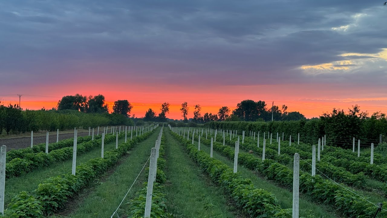 Nagła zmiana planów ! Odnawiam plantację…
